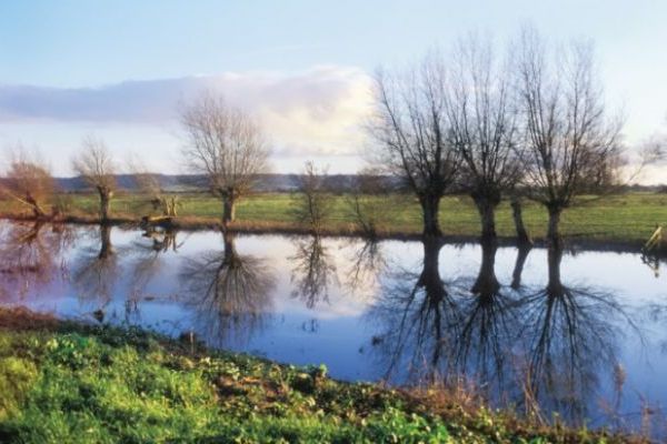 Explore the Somerset Levels and the many bird sancturies