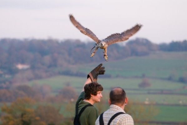 Try your hand a falconry in the grounds