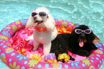 Dog-Friendly Swimming Pool