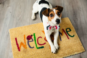 Dogs Welcome Holiday Lodge