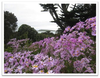 Tresco beautiful flowers self-catering Scilly Isles
