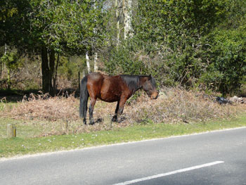 Wild ponies in the New Forest
