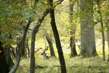 Deer watching at Longleat Safari Park