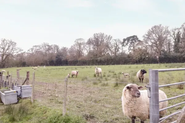 Ghyll Park Farm 22