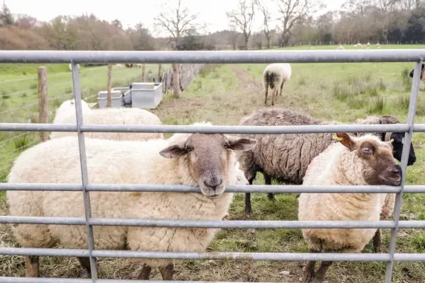 Ghyll Park Farm 23