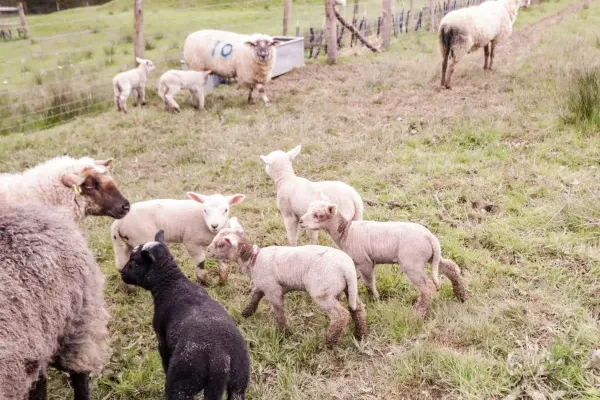 Ghyll Park Farm 24