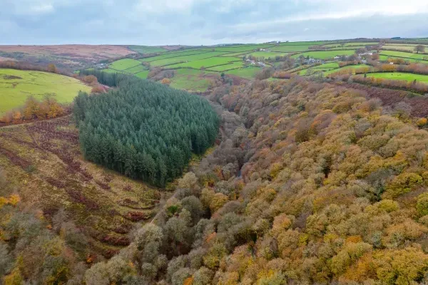 Private woodland at West Hollowcombe