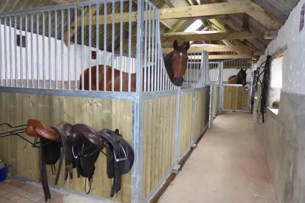 Horses welcome with our guests