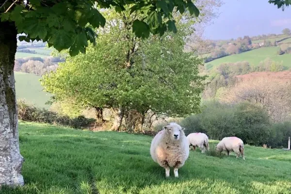 Exmoor Horn sheep at Stockham Farm