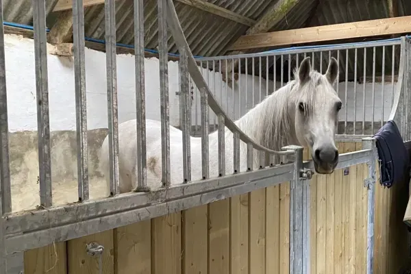 Luxury horse accommodation at Stockham