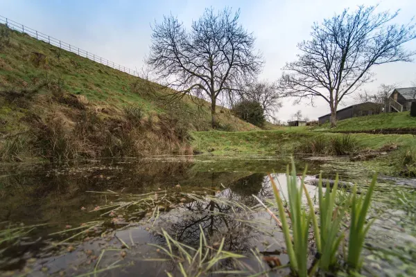 Pond on the approach to The Cow Shed