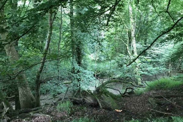 The Cowshed woodland on the farm