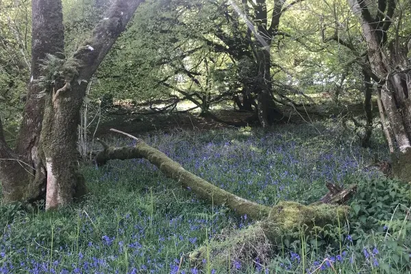 Walks from The Cow Shed with bluebells in the woods