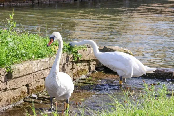 The Swans Nest Lock View 37