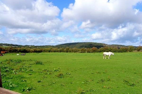 2 Black Horse Cottages dog friendly holiday cottage, Pentraeth, North Wales  10