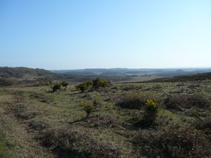 Heathlands in the New Forest